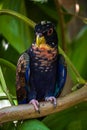 Bronze winged parrot Pionus chalcopterus