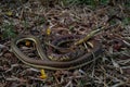 Full body image of Bronzeback tree snake Royalty Free Stock Photo