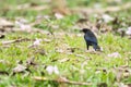 Bronzed cowbird