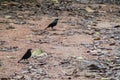 Bronzed cowbird Molothrus aeneus in Cockscomb Basin Wildlife Sanctuary, Beliz