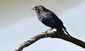 Bronzed cowbird Molothrus aeneus on a tree branch