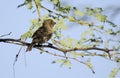 House Finch, Tucson Arizona desert Royalty Free Stock Photo