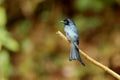 Bronzed Drongo, Dicrurus aeneus at Ganeshgudi, Karnataka Royalty Free Stock Photo