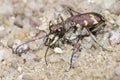 The Bronzed Tiger Beetle Royalty Free Stock Photo