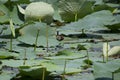 Bronzed Winged Jacana , Lotus Plant Leaves in the Pond