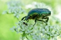 Bronzovka beetle close-up on a white flower.