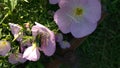 Bronzovka beetle on a flower with purple petals