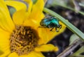 Bronzovka Golden Beetle Insect On Yellow Flower
