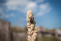 Bronzovka stinking Oxythyrea funesta on plant in macro with bokeh.