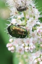 Bronzovka - subfamily of beetles of a family of platyla