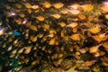 Bronzy fish on reef