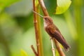 Bronzy Inca - Coeligena coeligena