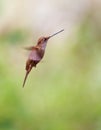 Bronzy Inca in flight