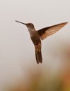 Bronzy Inca in flight