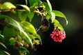 bronzy sunbird, nectarinia kilimensis