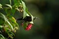 bronzy sunbird, nectarinia kilimensis