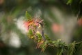 Bronzy sunbird, sunbird female