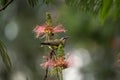 Bronzy sunbird, sunbird female