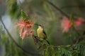 Bronzy sunbird, sunbird female