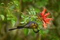 Bronzy sunbird, Nectarinia kilimensis,bird in the green vegetation, Uganda. Africa sunbird sitting on the branch.  Green, yellow, Royalty Free Stock Photo