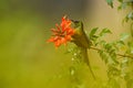 Bronzy sunbird, Nectarinia kilimensis,bird in the green vegetation, Uganda. Green, yellow, red bird in the nature habitat. Rare Royalty Free Stock Photo