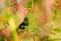 Bronzy sunbird, Nectarinia kilimensis,bird in the green vegetation, Uganda. Green, yellow, red bird in the nature habitat. Rare Royalty Free Stock Photo