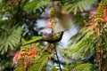 bronzy sunbird, nectarinia kilimensis Royalty Free Stock Photo
