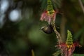 bronzy sunbird, nectarinia kilimensis