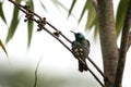 Bronzy sunbird, nectarinia kilimensis