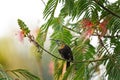 bronzy sunbird, nectarinia kilimensis