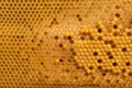 Brood cells of the honey bee Royalty Free Stock Photo