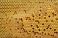 Brood cells of the honey bee Royalty Free Stock Photo