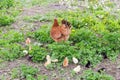 Brood of chicks with clocking hen among grass on farm