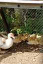 Momma duck keeping watch over her brood of two week old ducklings huddled together (football team Royalty Free Stock Photo