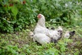 Brood hen with her little chickens in the garden Royalty Free Stock Photo