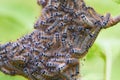 Brood of lackey moth caterpillars clung to a branch of a tree in