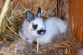 A brood of rabbits in the nest. 25 day old rabbit. Little rabbits of various colors. 2023 is the year of the rabbit