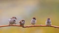 Brood of small funny birds sparrows sit on a tree branch in a Sunny summer garden Royalty Free Stock Photo