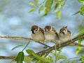 Brood of sparrows Royalty Free Stock Photo