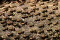 Brood of worker termite on tree bark Royalty Free Stock Photo