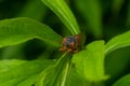 Brood X adult cicada Royalty Free Stock Photo