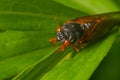 Brood X adult cicada Royalty Free Stock Photo