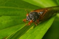 Brood X adult cicada Royalty Free Stock Photo