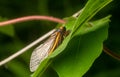 Brood X adult cicada Royalty Free Stock Photo