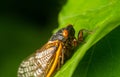 Brood X adult cicada Royalty Free Stock Photo