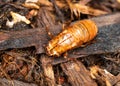 Empty Brood X Cicada Exoskeleton