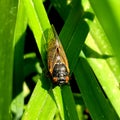 Brood X cicada on leaf Royalty Free Stock Photo