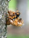 Emerging Cicada from Skin with Wet Wings Royalty Free Stock Photo