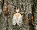 Brood X Cicada Nymph, Adult and Empty Skin Royalty Free Stock Photo