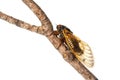 Brood X cicada on white Royalty Free Stock Photo